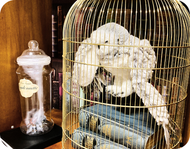 Photos ecole des sorciers 4